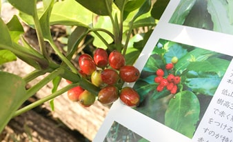 『土佐の植物暦』を片手に高知の山や公園を散策してみました！