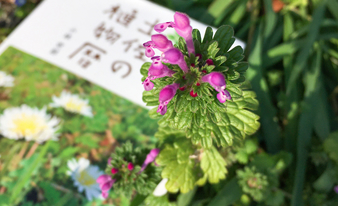 『土佐の植物暦』を片手に高知の山や公園を散策してみました！