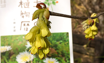 『土佐の植物暦』を片手に高知の山や公園を散策してみました！