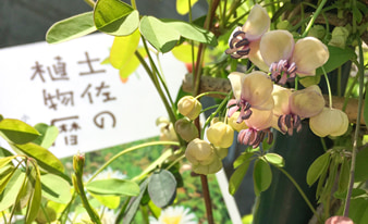 『土佐の植物暦』を片手に高知の山や公園を散策してみました！