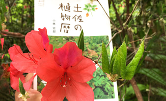 『土佐の植物暦』を片手に高知の山や公園を散策してみました！