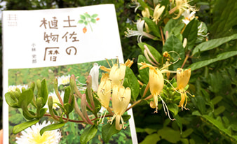 『土佐の植物暦』を片手に高知の山や公園を散策してみました！