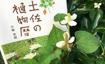 『土佐の植物暦』を片手に高知の山や公園を散策してみました！