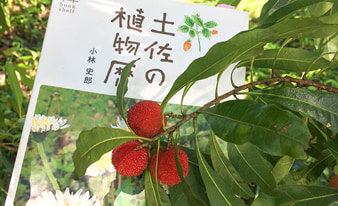 『土佐の植物暦』を片手に高知の山や公園を散策してみました！