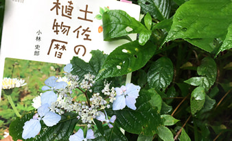 『土佐の植物暦』を片手に高知の山や公園を散策してみました！