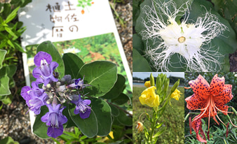 『土佐の植物暦』を片手に高知の山や公園を散策してみました！