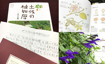 『土佐の植物暦』を片手に高知の山や公園を散策してみました！