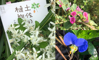 『土佐の植物暦』を片手に高知の山や公園を散策してみました！