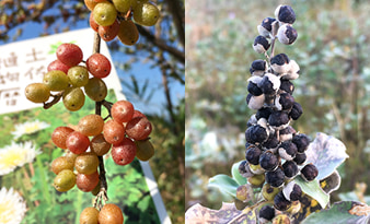 『土佐の植物暦』を片手に高知の山や公園を散策してみました！