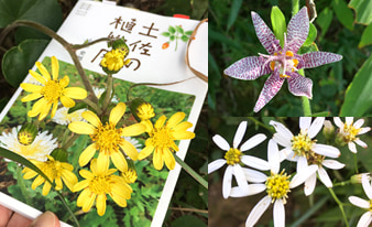 『土佐の植物暦』を片手に高知の山や公園を散策してみました！