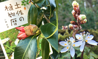 『土佐の植物暦』を片手に高知の山や公園を散策してみました！