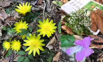 『土佐の植物暦』を片手に高知の山や公園を散策してみました！