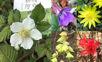 『土佐の植物暦』を片手に高知の山や公園を散策してみました！