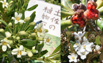 『土佐の植物暦』を片手に高知の山や公園を散策してみました！