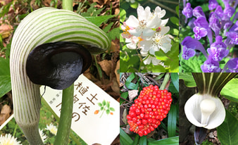 『土佐の植物暦』を片手に高知の山や公園を散策してみました！