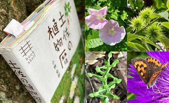 『土佐の植物暦』を片手に高知の山や公園を散策してみました！